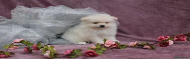 Pomerania Cachorro 7