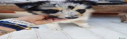 Collie de Pelo Largo perros en venta: Disponible hembra rough collie - Anuncio 2