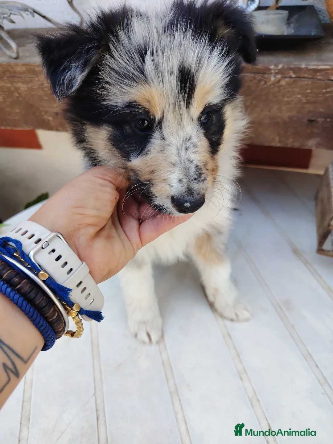 Collie de Pelo Largo perros en venta: Disponible hembra rough collie - Anuncio 2