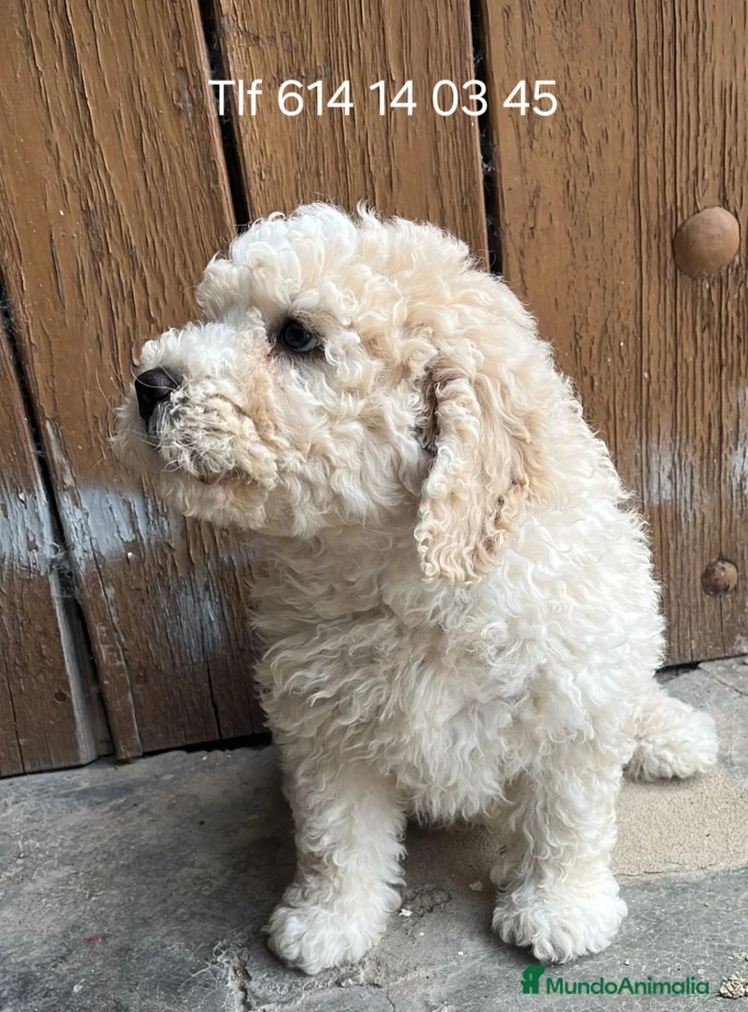 Perro de Agua Español perros en venta: Impresionante cachorro perro de agua  - Anuncio 1