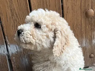 Perro de Agua Español perros Impresionante cachorro perro de agua - Anuncio 1