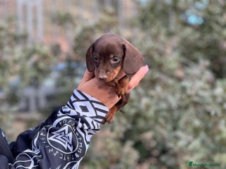 Teckel Miniatura perros en Barcelona - Anuncio 40
