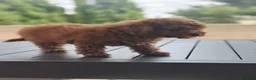 Caniche Toy perros en venta: Caniches rojos disponibles - Anuncio 12