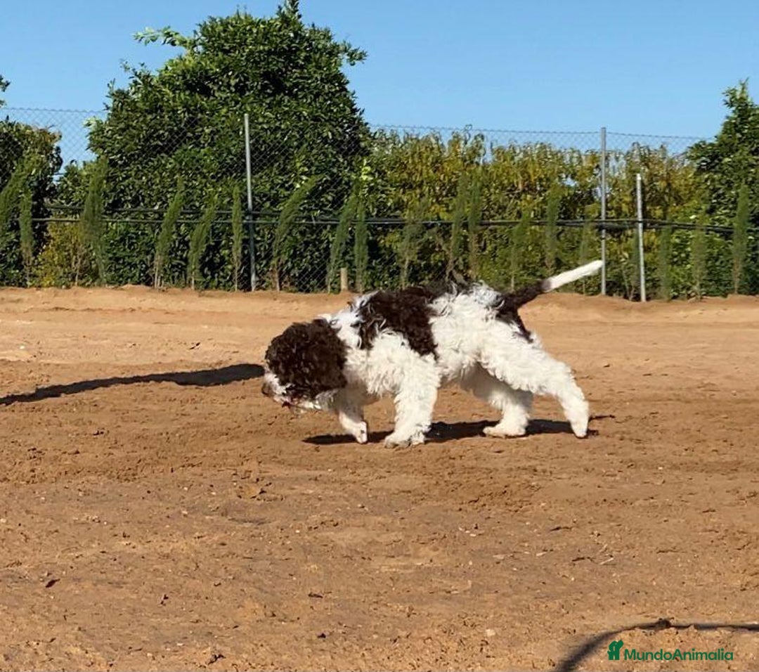 Perro de Agua Portugués perros en venta: LAGOTTO ROMAGNOLO - Imagen 3