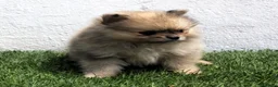 Pomerania perros en venta: Pomerania  - Anuncio 6