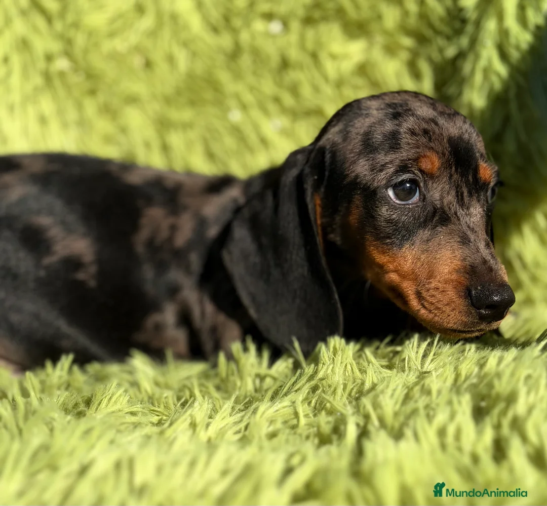 Teckel Miniatura perros en venta: Teckel miniatura Arlequin  - Anuncio 8