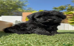 Perro de Agua Español perros en venta: PERRO DE AGUA ESPAÑOL MACHO - Imagen 4