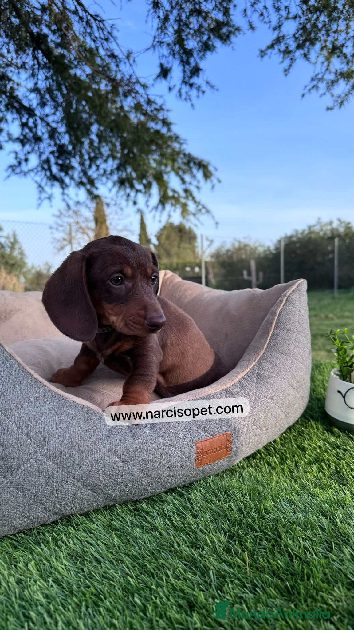 Teckel Miniatura perros TECKEL CHOCOLATE EXCELENTE LINEA - Anuncio 2