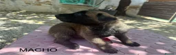 Pastor Belga Malinois perros en venta: Pastor belga malinois de calidad  - Anuncio 3