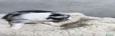 Border Collie 2