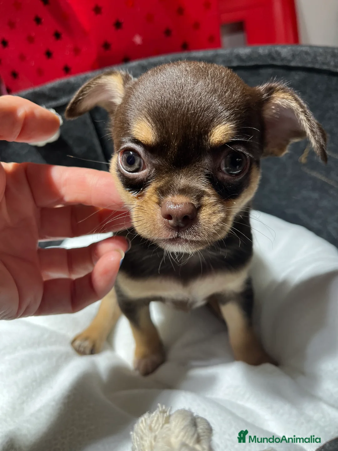 Chihuahua perros en venta: Chihuahua macho línea rusa en Barcelona - Anuncio 2
