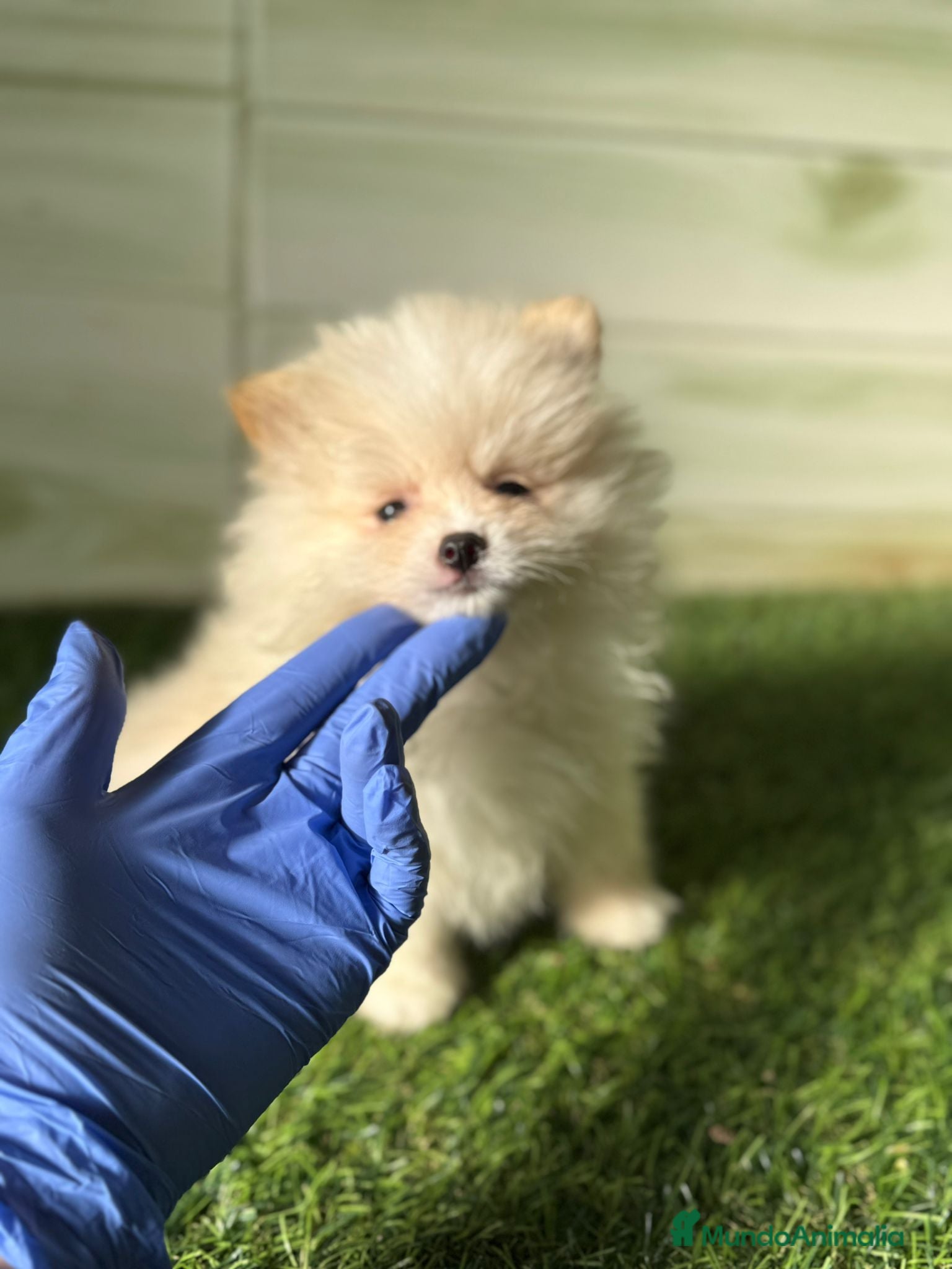 Pomerania perros Lulu de Pomerania puppy! en Córdoba - Anuncio 34