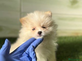 Pomerania perros en Córdoba - Anuncio 27