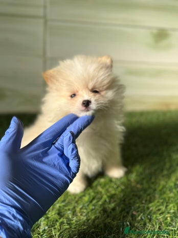 Pomerania perros en Córdoba - Anuncio 1