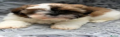 Shih Tzu 1