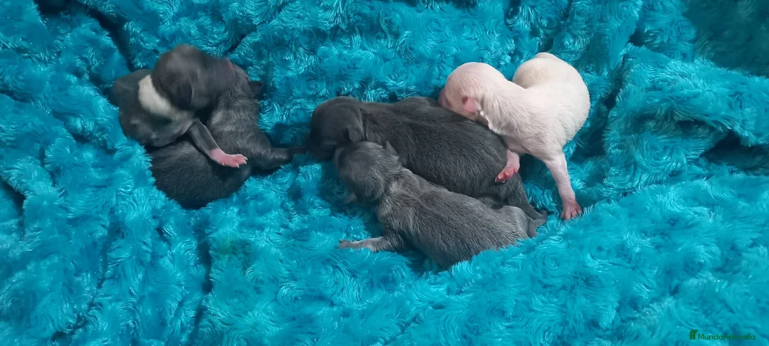 Pomchi perros en venta: Pomchis preciosos toy  - Anuncio 2