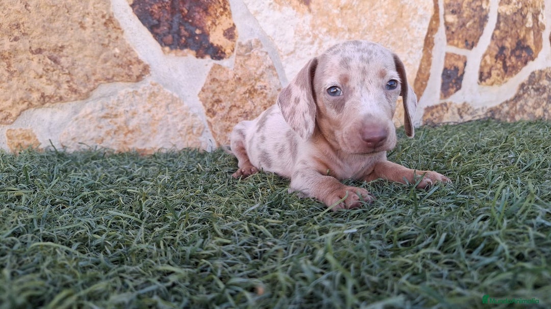 Teckel perros en venta: Teckel Arlequin Isabello - Anuncio 2