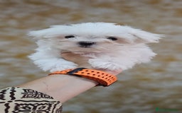 Bichón Maltés perros en venta: Bichon maltés  en Cádiz - Imagen 3