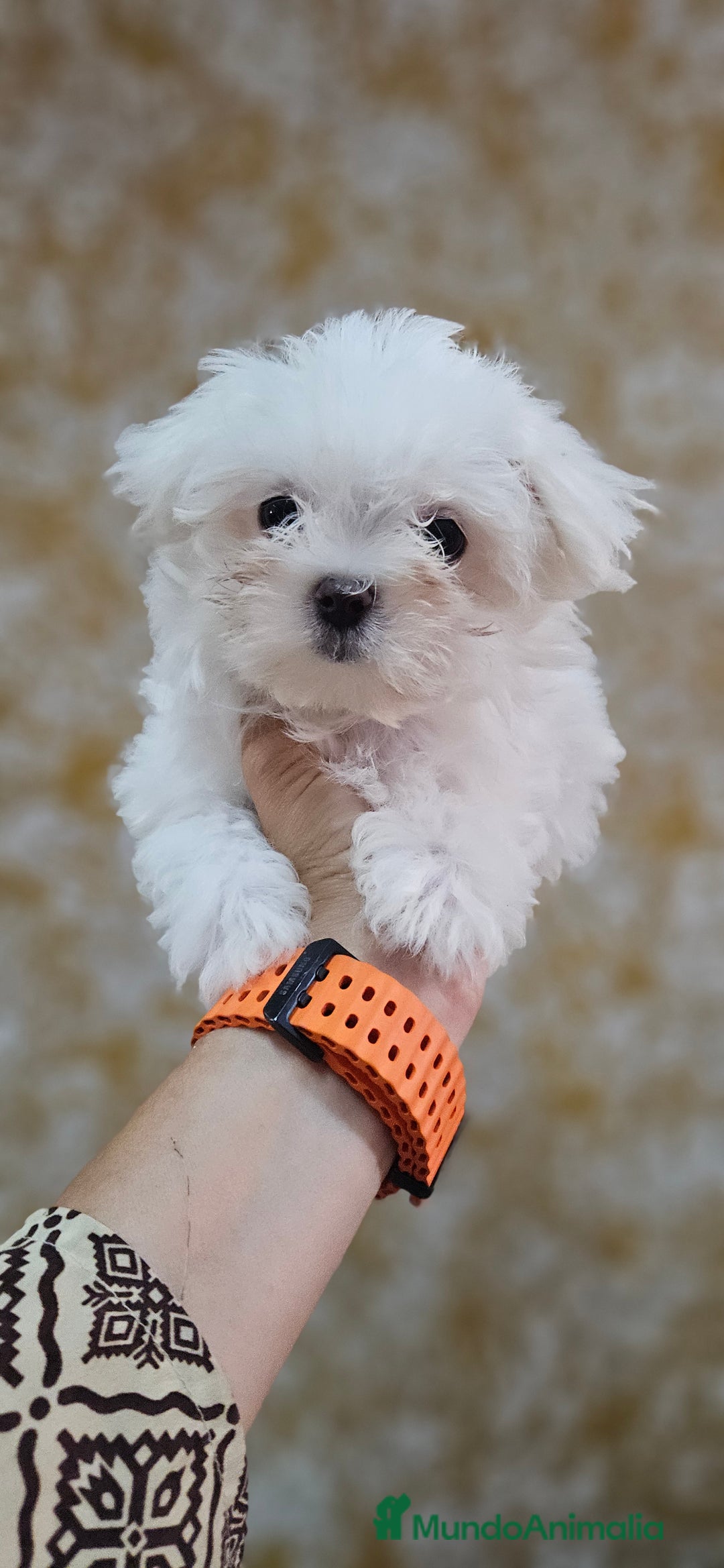Bichón Maltés perros en venta: Bichon maltés  en Cádiz - Imagen 3