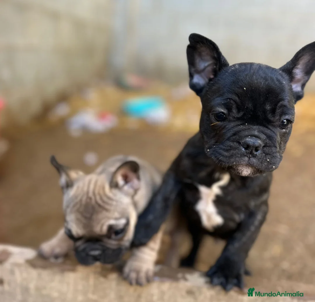 Bulldog Francés perros en venta: Cachorros bulldog francés  - Anuncio 4