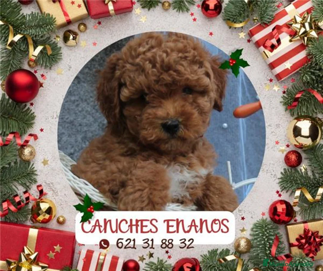 Caniche Toy perros en venta: PRECIOSOS CANICHE  ROJO LINEA TOY - Anuncio 1