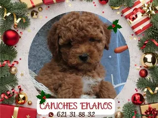 Caniche Toy perros PRECIOSOS CANICHE ROJO LINEA TOY - Anuncio 1