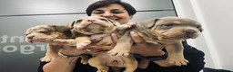 American Bully perros en venta: AMERICAN BULLY POCKET EXCLUSIVOS - Anuncio 4