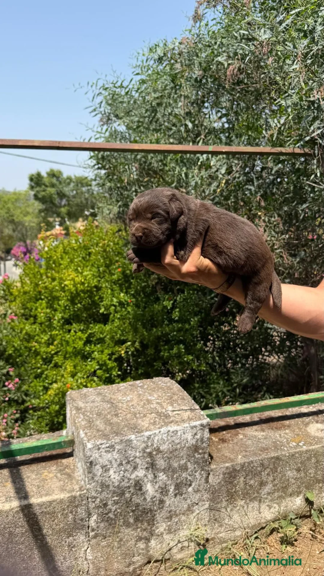Labrador Retriever perros en venta: Labrador Retriever - Anuncio 4