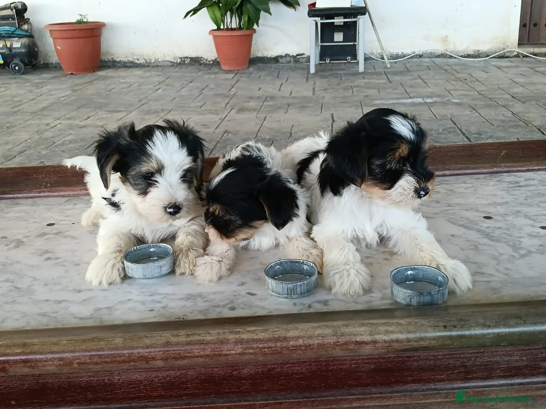 Biewer Yorkshire Terrier a la Pom Pon perros en venta: Yorkshire Biewer toy - Anuncio 2