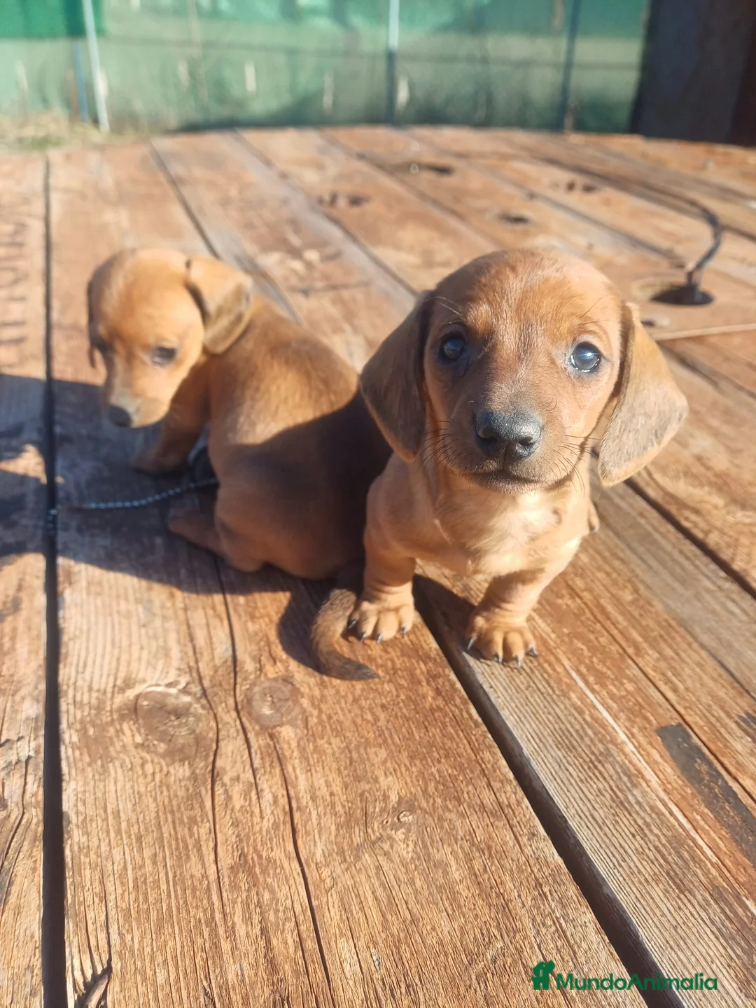 Teckel perros en venta: TECKEL ROJO MACHO en Madrid - Anuncio 6