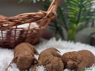 Caniche Toy perros CANICHE TOY ROJO - Anuncio 7