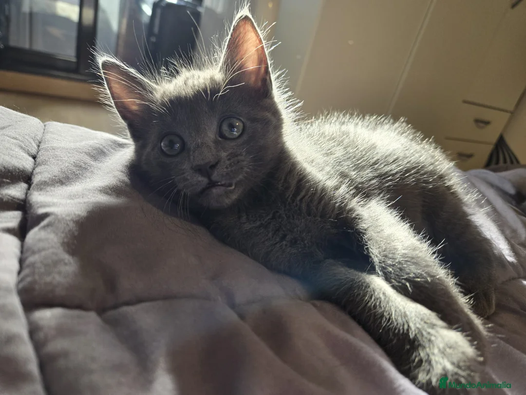 Azul Ruso gatos en venta: Azul ruso  - Anuncio 1