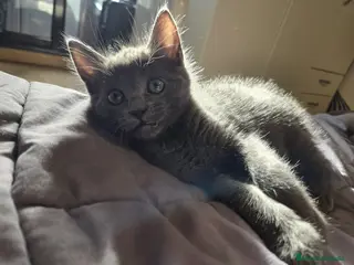 Azul Ruso gatos Azul ruso - Anuncio 1