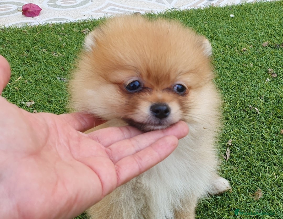 Pomerania perros en venta: Pomerania calidad TOP machito GRAN BELLEZA - Anuncio 2