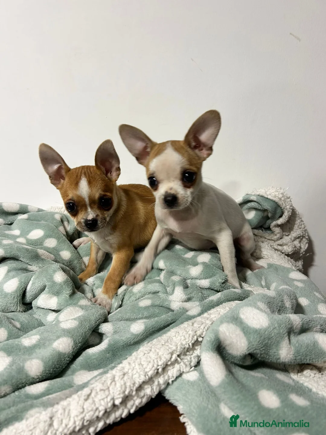 Chihuahua perros en venta: Chihuahua mini - Anuncio 2