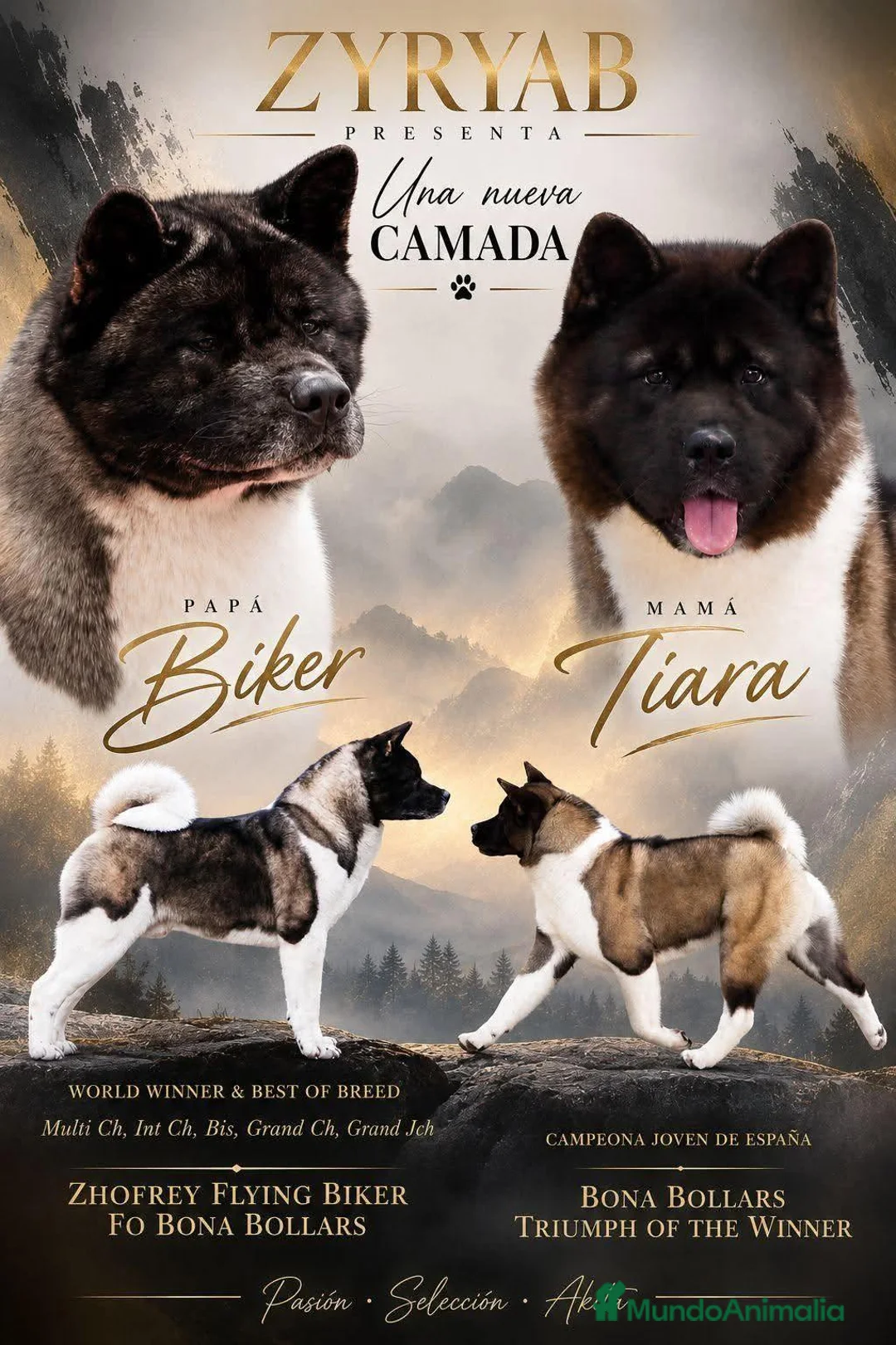 Akita Americano perros en venta: AKITA AMERICANO PELO LARGO - Anuncio 2