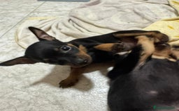 Pinscher Miniatura perros en venta: Pincher - Imagen 2