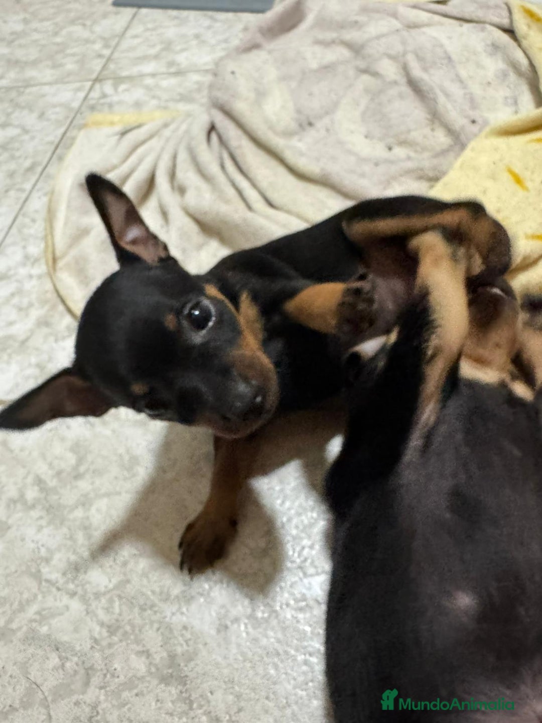 Pinscher Miniatura perros en venta: Pincher - Imagen 2
