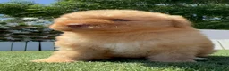Perro de Agua Español perros en venta: PERRO DE AGUA ESPAÑOL - Anuncio 11