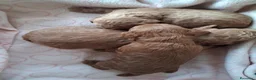 Caniche Toy perros en venta: Cachorros caniche - Anuncio 10
