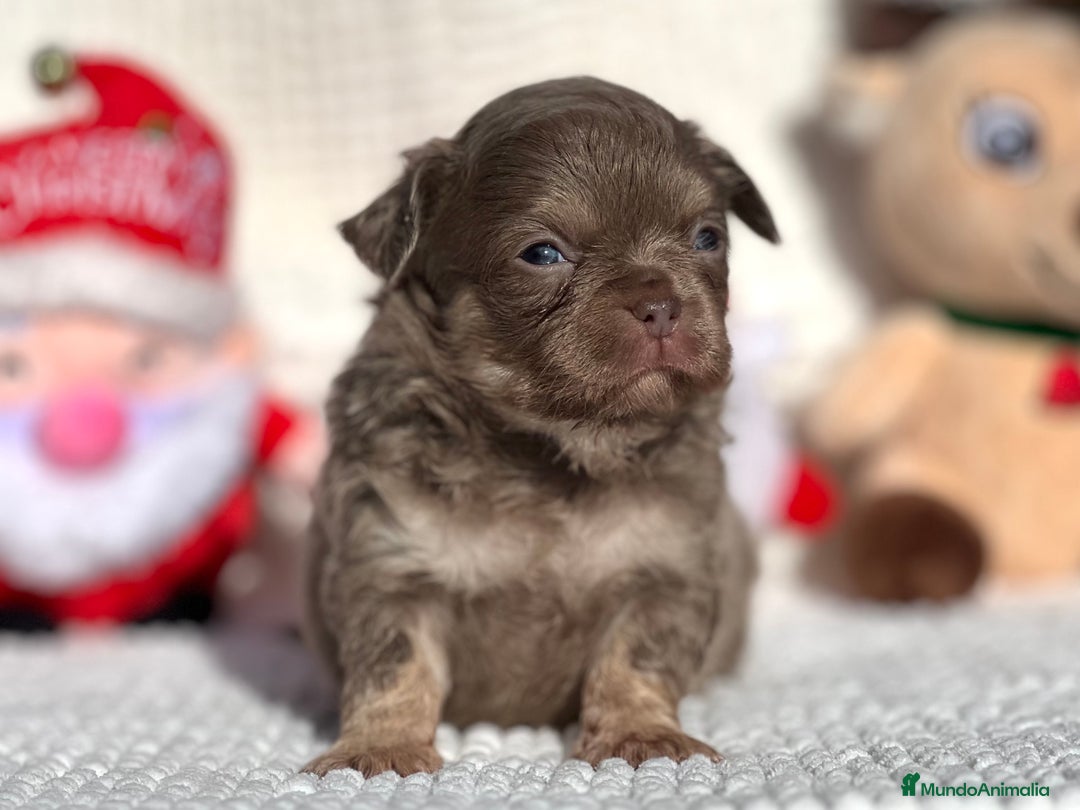 Chihuahua perros en venta: CHIHUAHUA PELO LARGO LÍNEA RUSA CABEZA DE MANZANA  - Anuncio 4