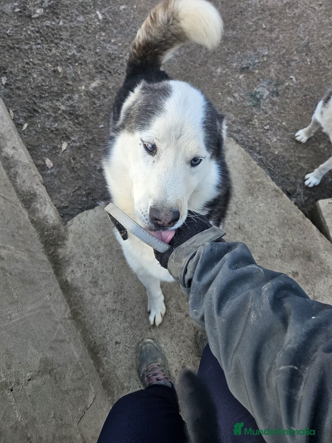 Husky Siberiano perros en venta: HUSKY SIBERIANO - Anuncio 10