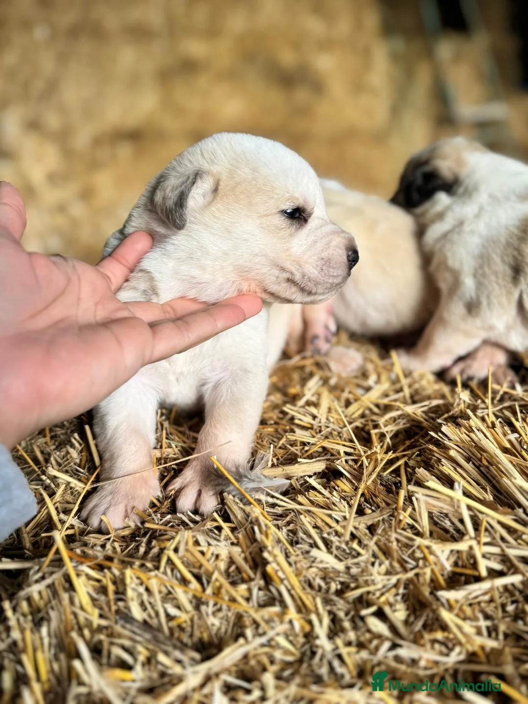 Mastín Español perros en venta: MASTIN ESPAÑOL - Anuncio 2