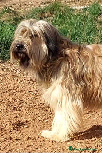 Imagen de galería {{count}}