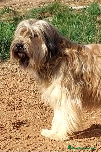 Imagen de galería {{count}}