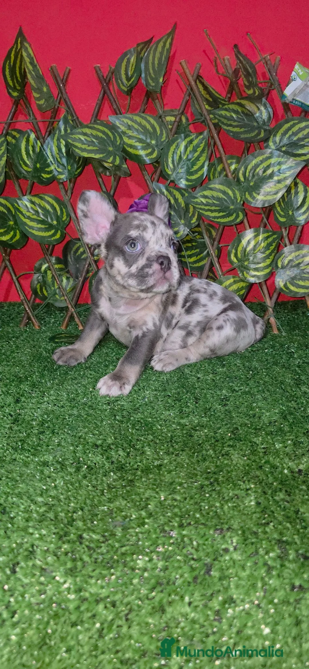 Bulldog Francés perros en venta: Frenchis  bulldog  - Anuncio 2