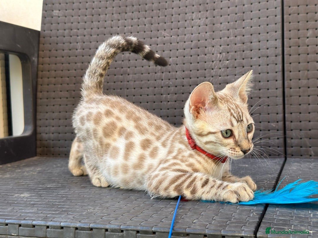 Bengalí gatos en venta: Bengalí Macho patrón snow - Imagen 5
