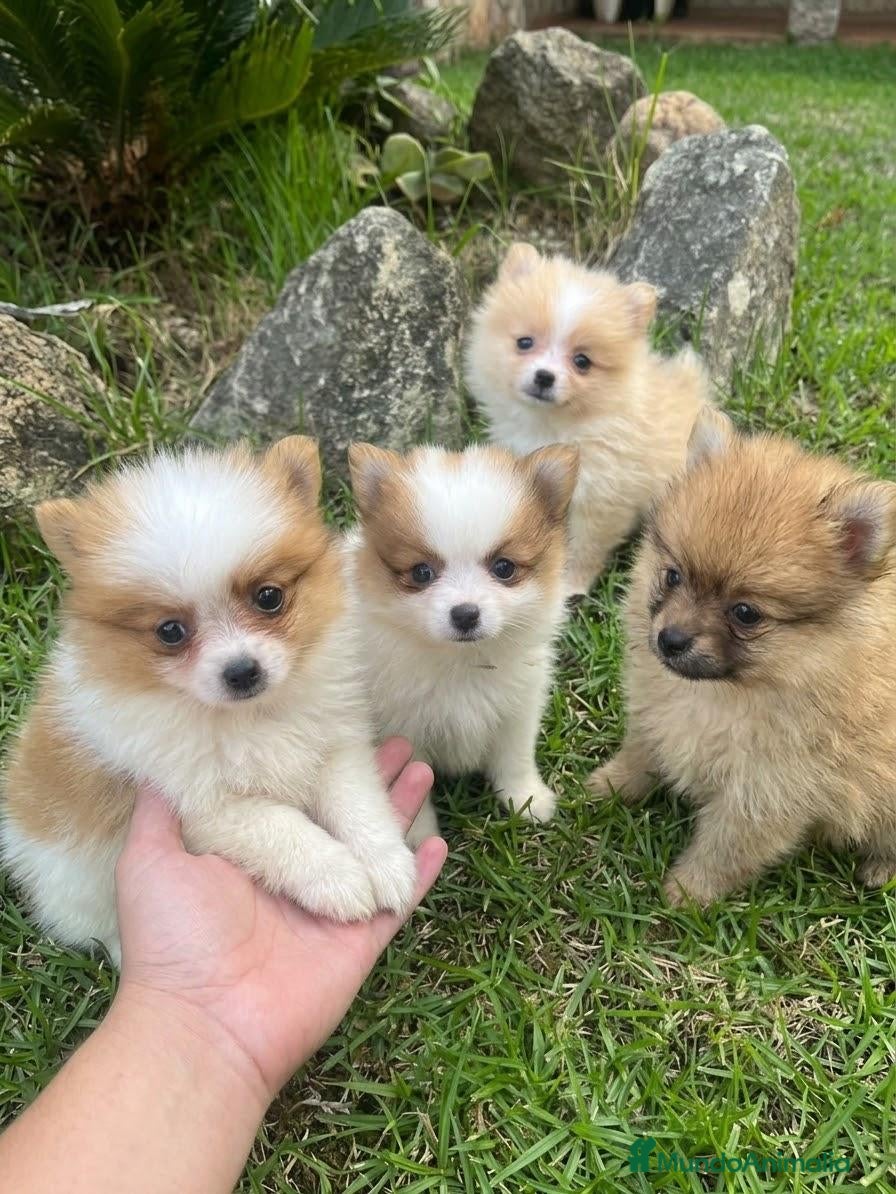 Spitz pequeño - Kleinspitz perros Pomerania kleinspitz 🐕 - Anuncio 1