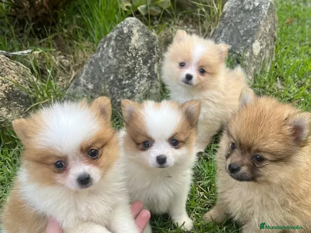 Spitz pequeño - Kleinspitz perros Pomerania kleinspitz 🐕 - Anuncio 1