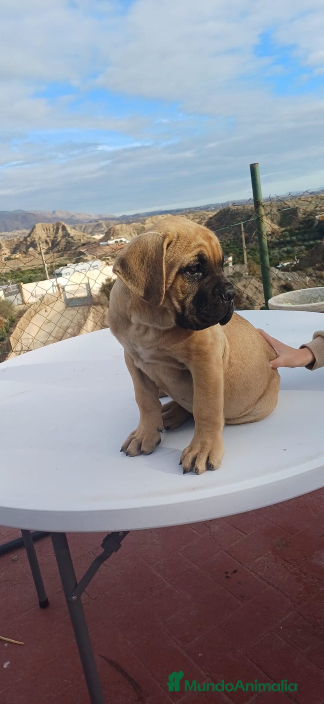 Cane Corso perros en venta: Última hembra de Cane Corso !! - Anuncio 6
